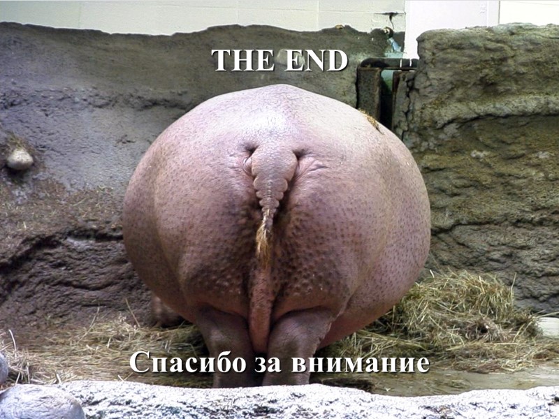 THE END Спасибо за внимание